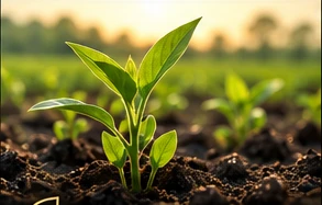 Agribusiness & Biotechnology